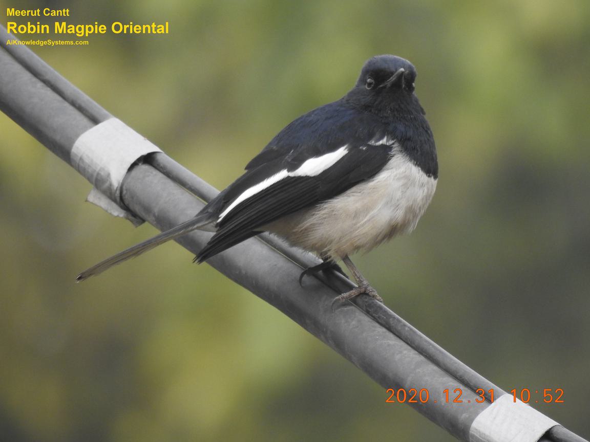 Magpie Robin (88) Coming Soon